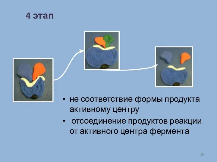 не соответствие формы продукта активному центру отсоединение продуктов реакции от активного центра фермента 4 этап