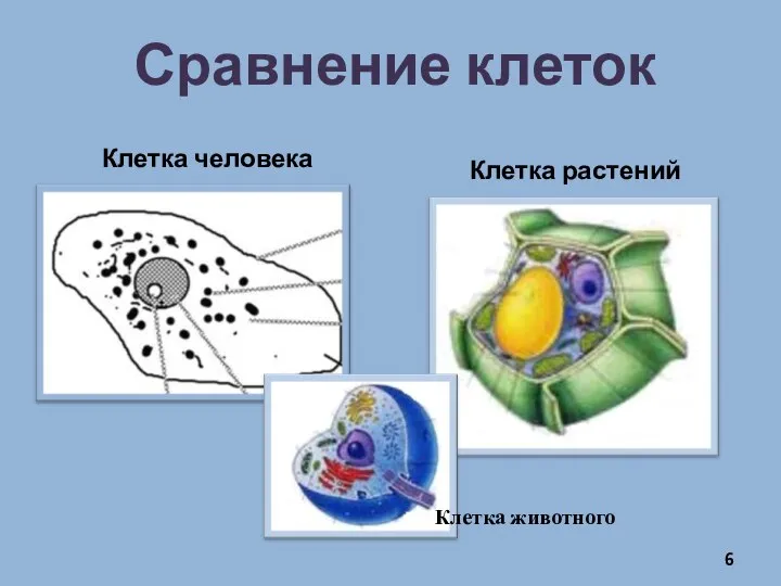 Сравнение клеток Клетка человека Клетка растений Клетка животного