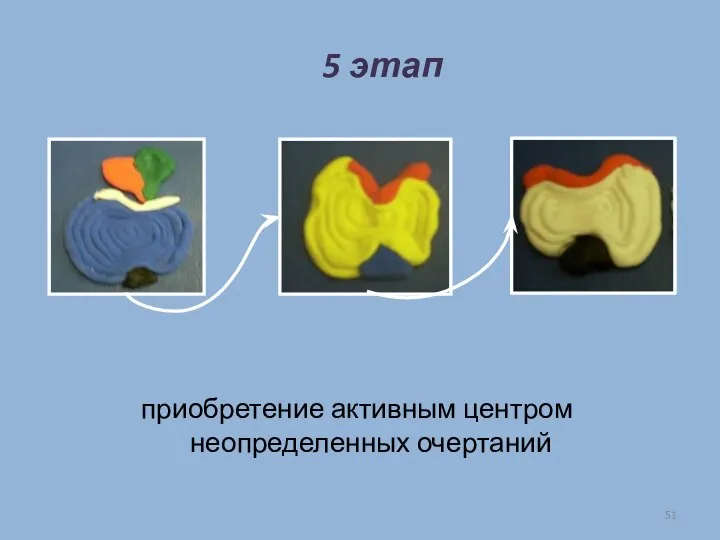 приобретение активным центром неопределенных очертаний 5 этап