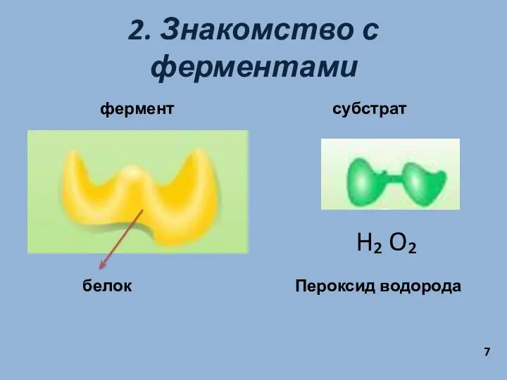 2. Знакомство с ферментами фермент субстрат белок H₂ O₂ Пероксид водорода