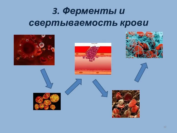 3. Ферменты и свертываемость крови