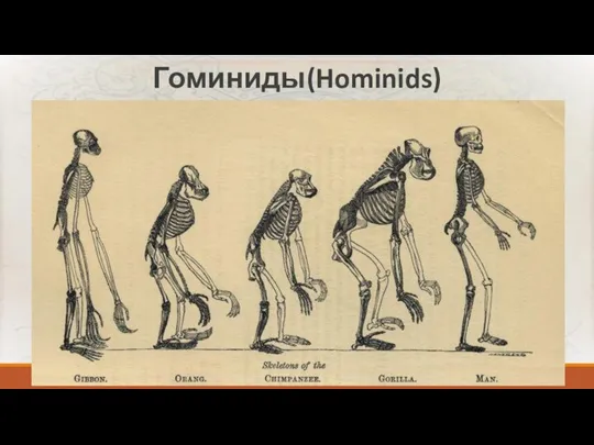 Гоминиды(Hominids)