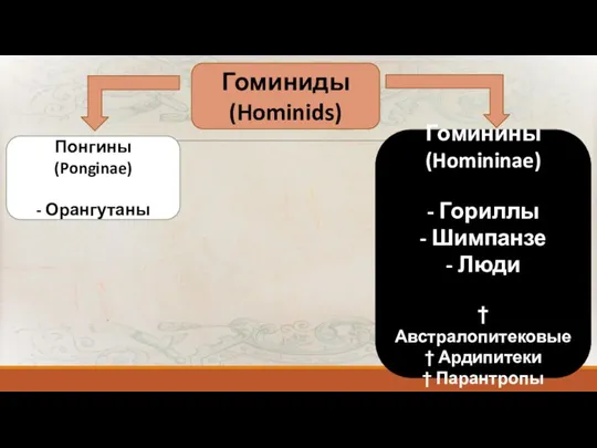 Гоминиды (Hominids) Понгины (Ponginae) - Орангутаны Гоминины (Homininae) - Гориллы - Шимпанзе