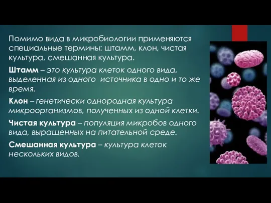 Помимо вида в микробиологии применяются специальные термины: штамм, клон, чистая культура, смешанная