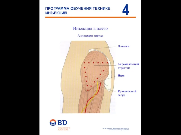 Инъекция в плечо Анатомия плеча Лопатка Нерв Кровеносный сосуд Акромиальный отросток 4