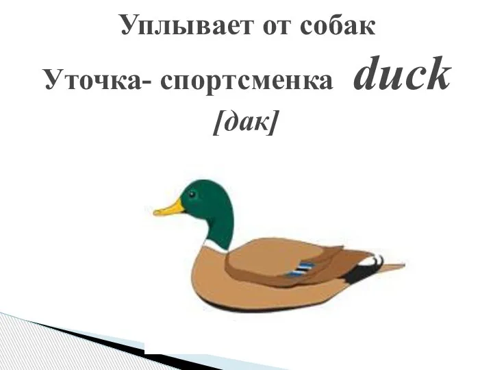 Уплывает от собак Уточка- спортсменка duck [дак]