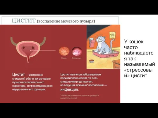 У кошек часто наблюдается так называемый «стрессовый» цистит