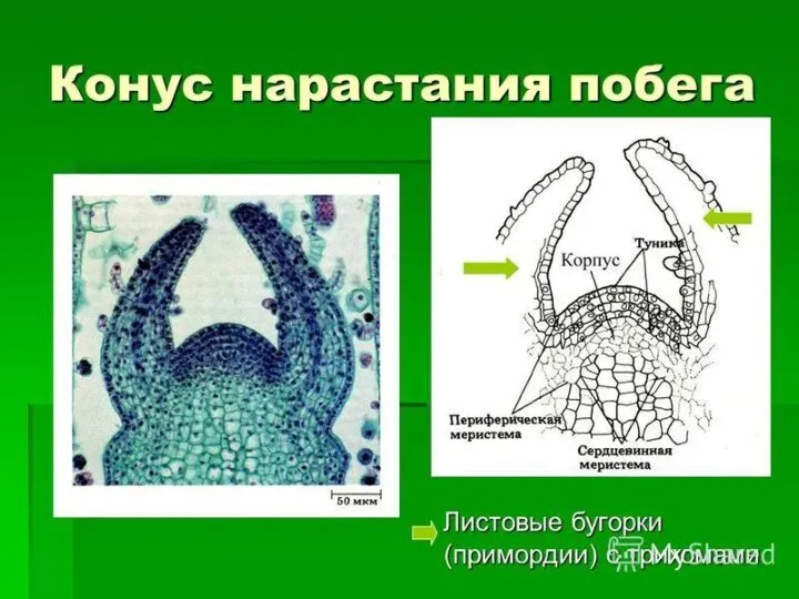 СТРОЕНИЕ КОНУСА НАРАСТАНИЯ