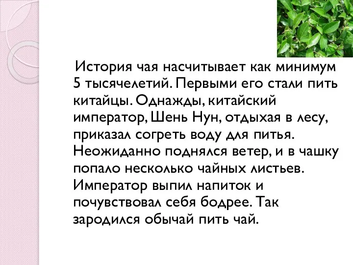 История чая насчитывает как минимум 5 тысячелетий. Первыми его стали пить китайцы.