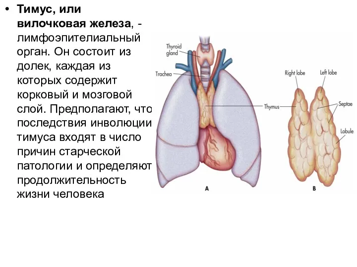 Тимус, или вилочковая железа, - лимфоэпителиальный орган. Он состоит из долек, каждая