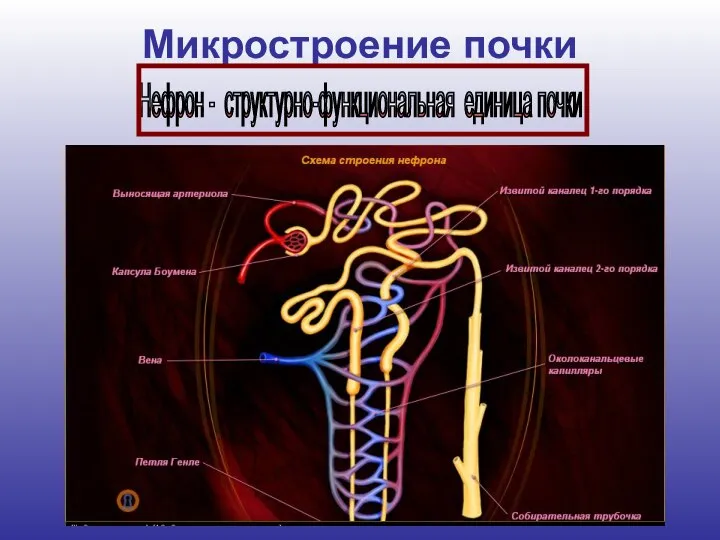 Микростроение почки