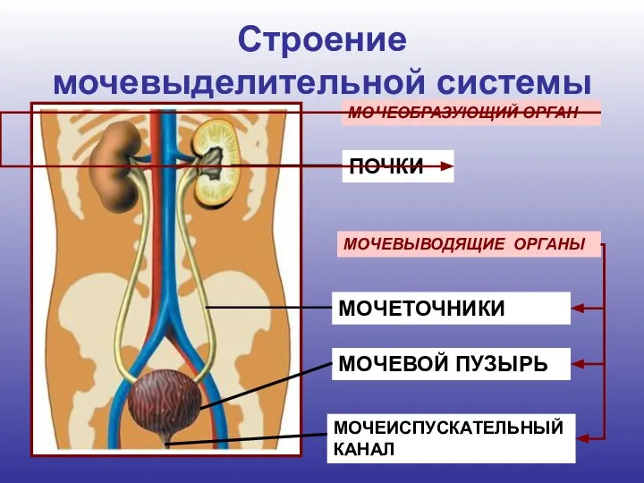 Строение мочевыделительной системы