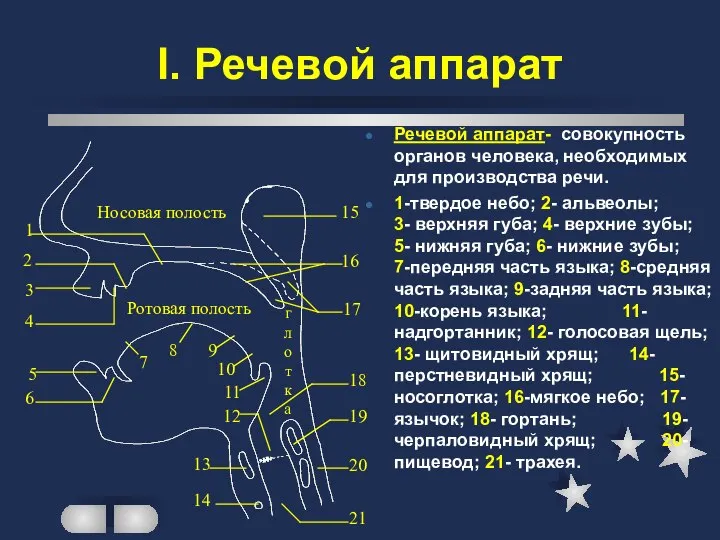 I. Речевой аппарат Речевой аппарат- совокупность органов человека, необходимых для производства речи.