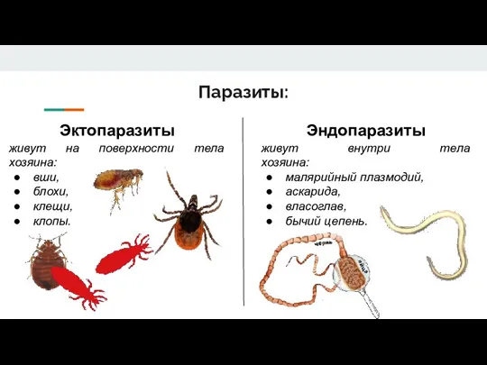 Паразиты: Эктопаразиты живут на поверхности тела хозяина: вши, блохи, клещи, клопы. Эндопаразиты