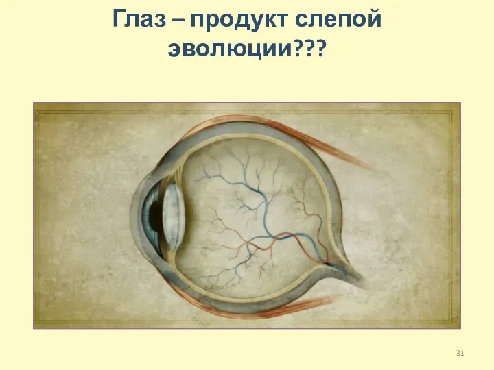 Глаз – продукт слепой эволюции???