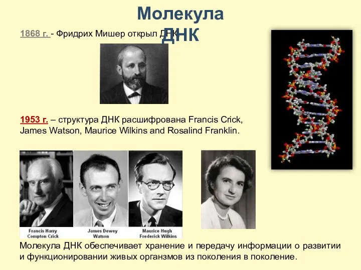 1868 г. - Фридрих Мишер открыл ДНК. 1953 г. – структура ДНК