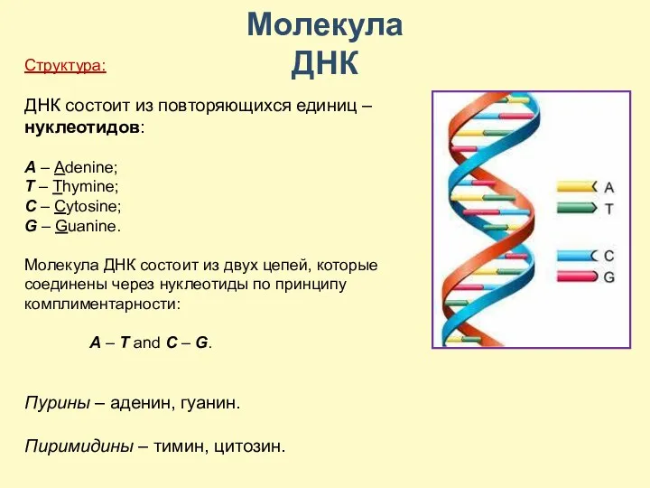 Структура: ДНК состоит из повторяющихся единиц – нуклеотидов: A – Adenine; T