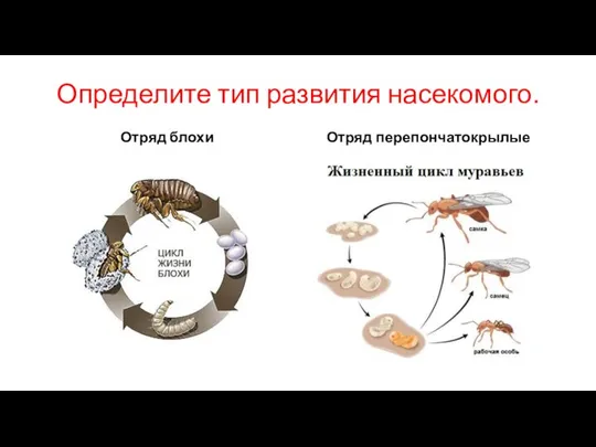 Определите тип развития насекомого. Отряд блохи Отряд перепончатокрылые