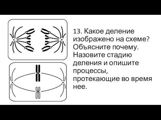 13. Какое деление изображено на схеме? Объясните почему. Назовите стадию деления и