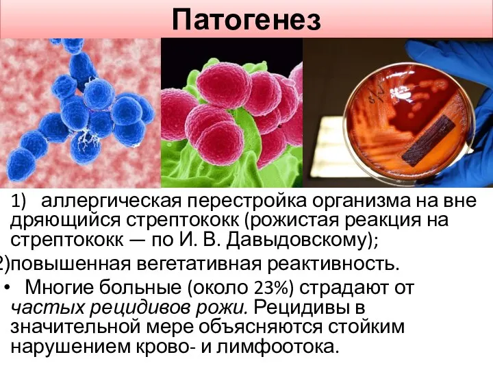 Патогенез 1) аллергическая перестройка организма на вне­дряющийся стрептококк (рожистая реакция на стрептококк