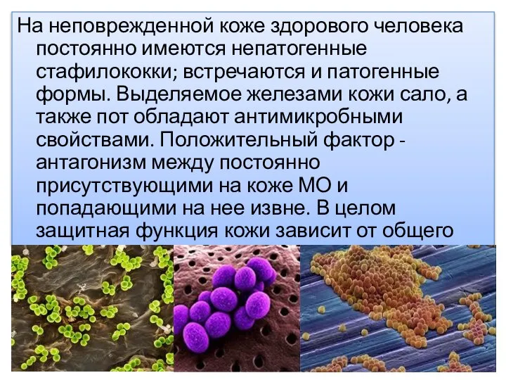 На неповрежденной коже здорового человека постоянно имеются непатогенные стафилококки; встречаются и патогенные