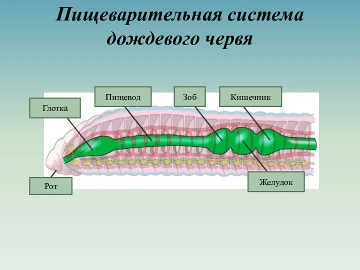 Пищеварительная система дождевого червя Рот Глотка Пищевод Зоб Кишечник Желудок