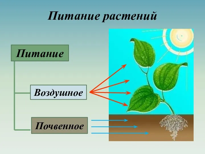 Питание растений Питание Воздушное Почвенное Питание Воздушное Почвенное