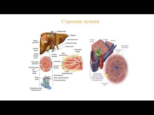 Строение печени