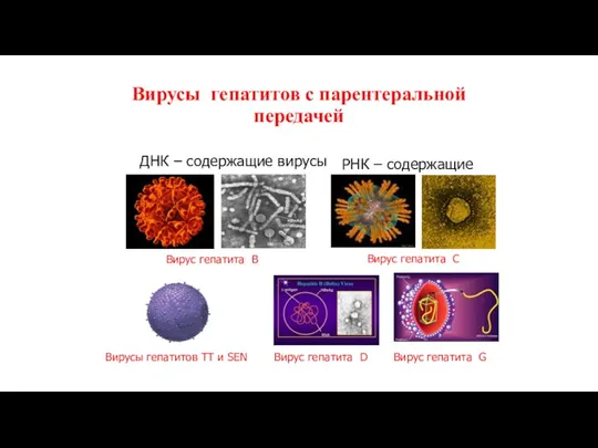 Вирусы гепатитов с парентеральной передачей ДНК – содержащие вирусы РНК – содержащие