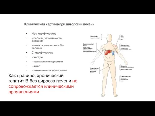 Клиническая картина при патологии печени Неспецифические (слабость, утомляемость, снижение аппетита, анорексия) –