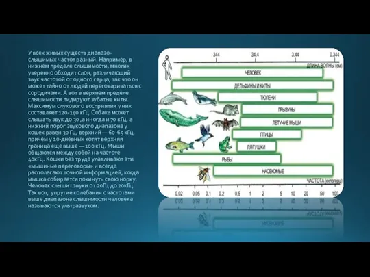 У всех живых существ диапазон слышимых частот разный. Например, в нижнем пределе