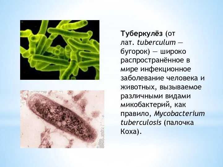 Туберкулёз (от лат. tuberculum — бугорок) — широко распространённое в мире инфекционное