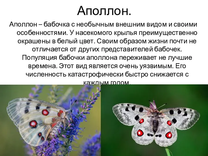 Аполлон. Аполлон – бабочка с необычным внешним видом и своими особенностями. У