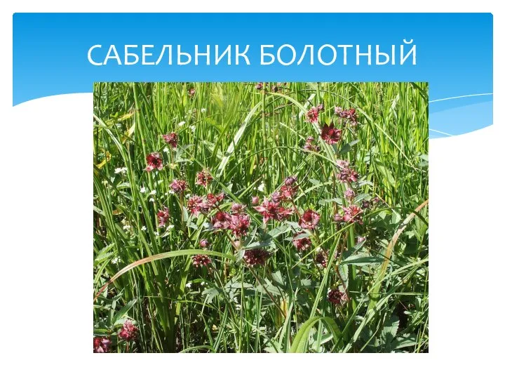 САБЕЛЬНИК БОЛОТНЫЙ