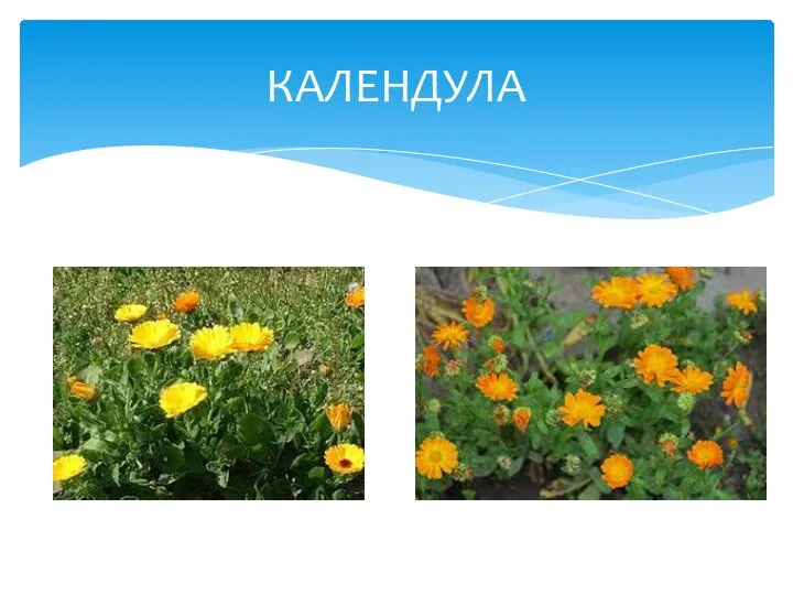 КАЛЕНДУЛА