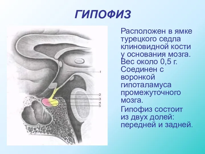 ГИПОФИЗ Расположен в ямке турецкого седла клиновидной кости у основания мозга. Вес