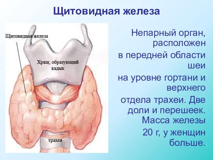 Щитовидная железа Непарный орган, расположен в передней области шеи на уровне гортани