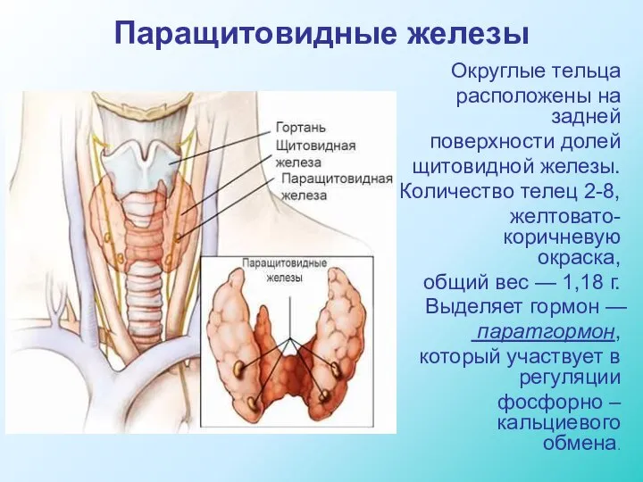 Паращитовидные железы Округлые тельца расположены на задней поверхности долей щитовидной железы. Количество