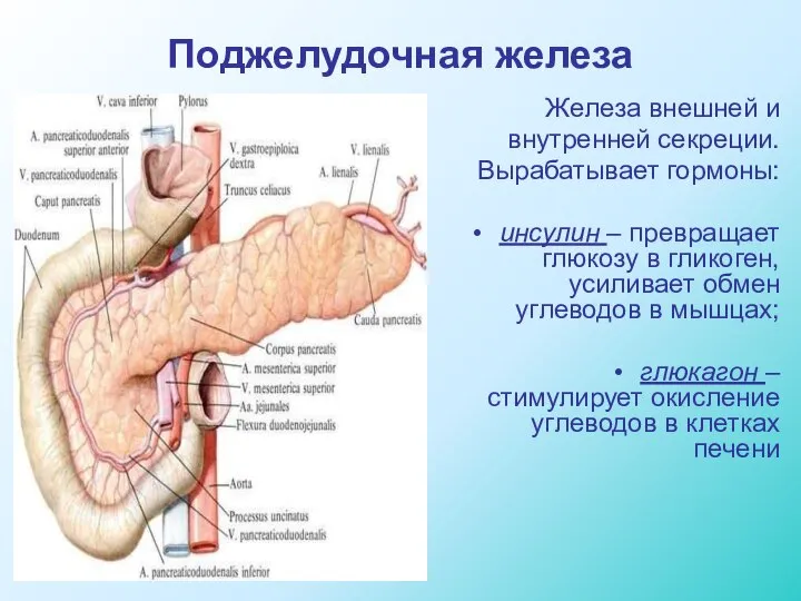 Поджелудочная железа Железа внешней и внутренней секреции. Вырабатывает гормоны: инсулин – превращает