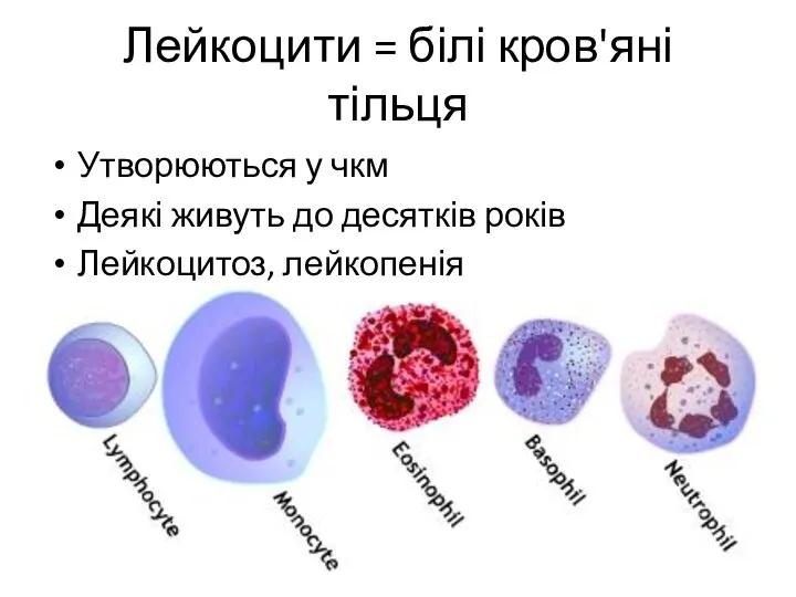 Лейкоцити = білі кров'яні тільця Утворюються у чкм Деякі живуть до десятків років Лейкоцитоз, лейкопенія