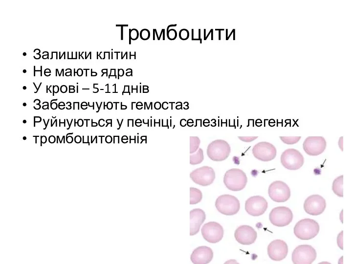 Тромбоцити Залишки клітин Не мають ядра У крові – 5-11 днів Забезпечують