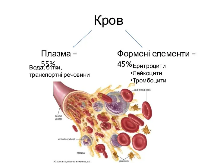 Кров Плазма = 55% Формені елементи = 45% Вода, білки, транспортні речовини Еритроцити Лейкоцити Тромбоцити