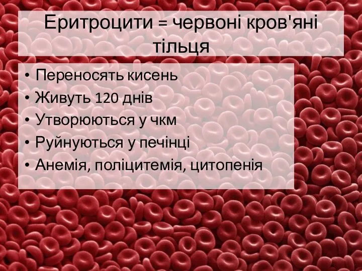 Еритроцити = червоні кров'яні тільця Переносять кисень Живуть 120 днів Утворюються у