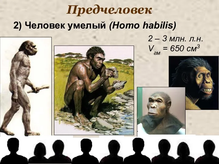 Предчеловек 2) Человек умелый (Homo habilis) 2 – 3 млн. л.н. Vгм = 650 см3