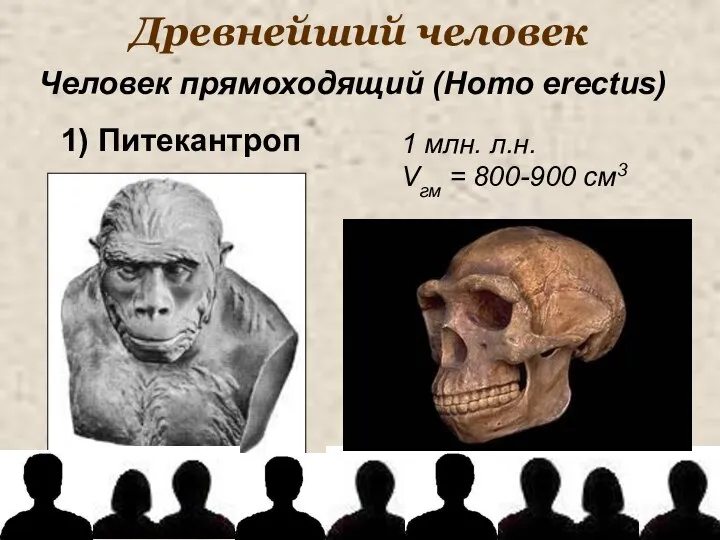 Древнейший человек 1 млн. л.н. Vгм = 800-900 см3 Человек прямоходящий (Homo erectus) 1) Питекантроп