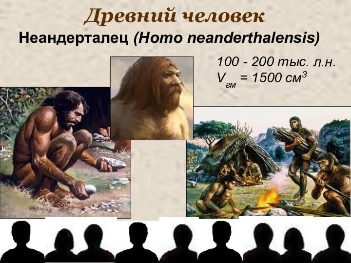 Древний человек 100 - 200 тыс. л.н. Vгм = 1500 см3 Неандерталец (Homo neanderthalensis)