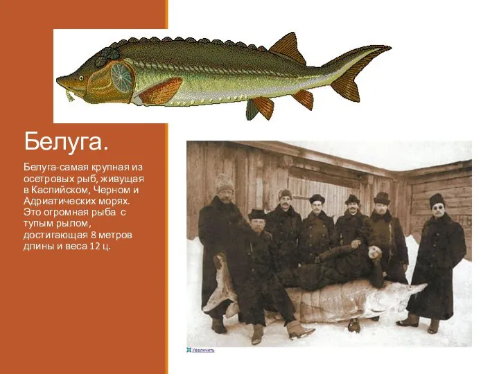 Белуга. Белуга-самая крупная из осетровых рыб, живущая в Каспийском, Черном и Адриатических
