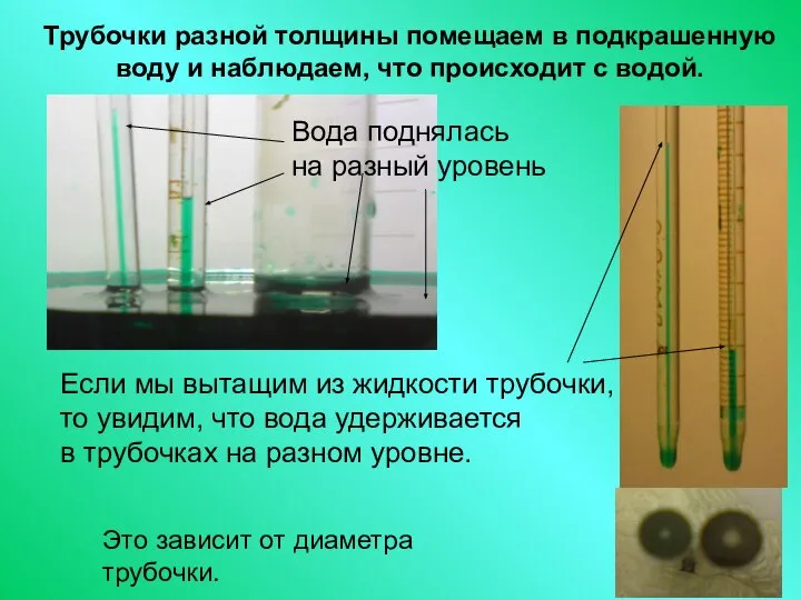 Трубочки разной толщины помещаем в подкрашенную воду и наблюдаем, что происходит с