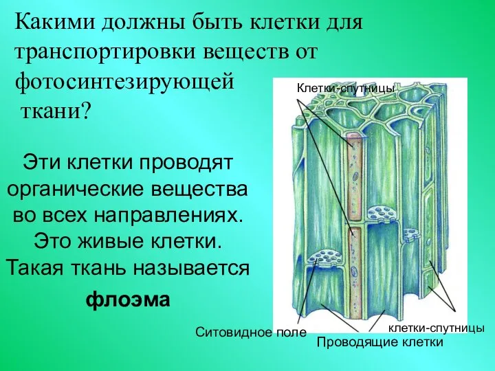 Какими должны быть клетки для транспортировки веществ от фотосинтезирующей ткани? Эти клетки