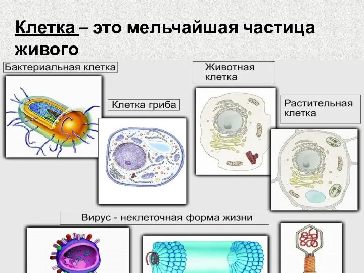 Клетка – это мельчайшая частица живого